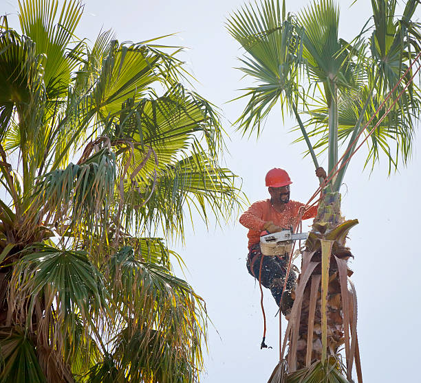 Trusted Baltimore Highlands, MD Tree Service Experts